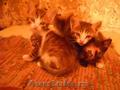 Ofer spre adoptie pui de pisica metis birmanez 