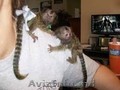 Maimuțe marmoset fermecătoare disponibile
