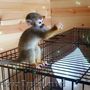 maimuțe disponibile pentru adopție/vânzare