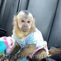  Capuchin monkey available
