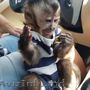 Femela maimuță capucină disponibilă pentru copiii dumneavoastră acasă